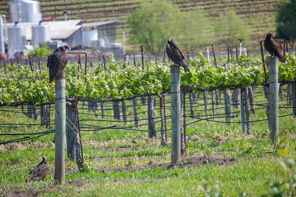 Vineyard Vultures 2 Kunde Vineyards in Kenwood. Tom Moyer Flickr