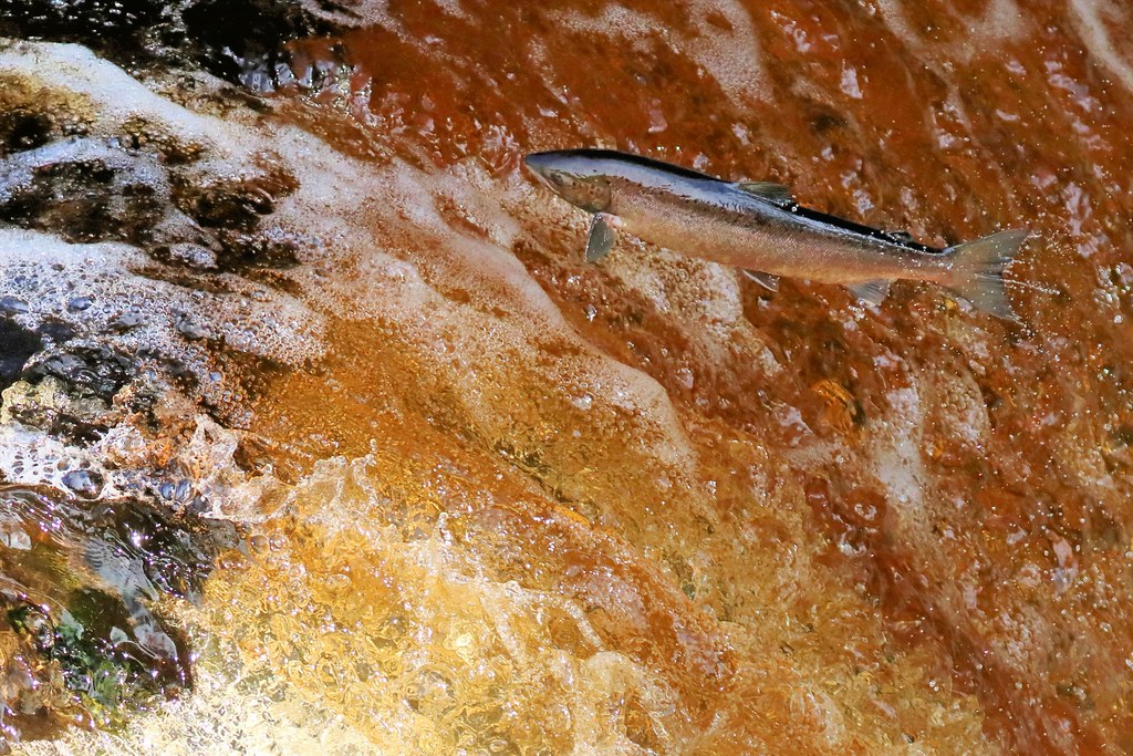 Salmon Leap Stainforth Force, Yorkshire Dales From the sea… Flickr