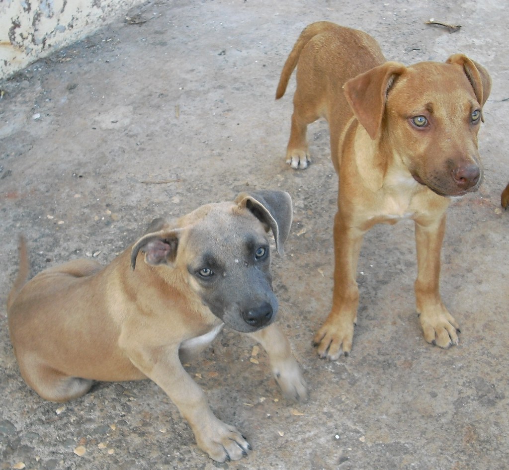 Brown pitbull puppies CIMG0982 Flickr