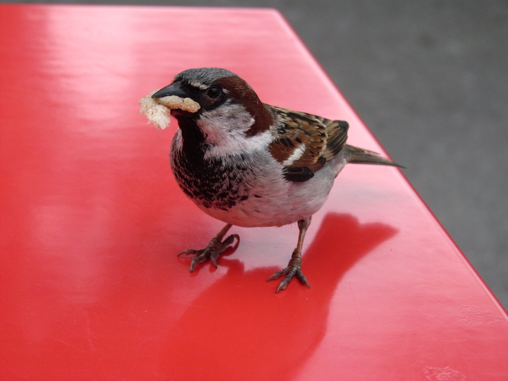 dining out Getting a bite to eat near the Lake of Zurich C… Nancy
