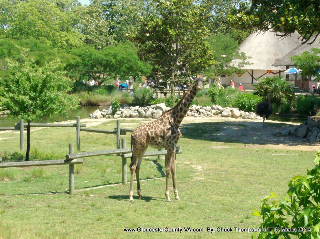 Norfolk Zoo Pictures from around the Norfolk Zoo. Norfolk,… Flickr