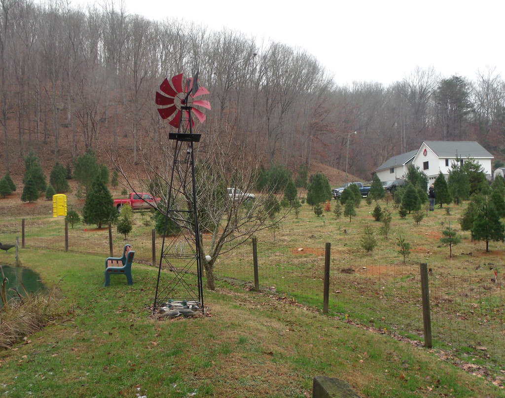 Wilkerson's Christmas tree farm 2013 Flickr
