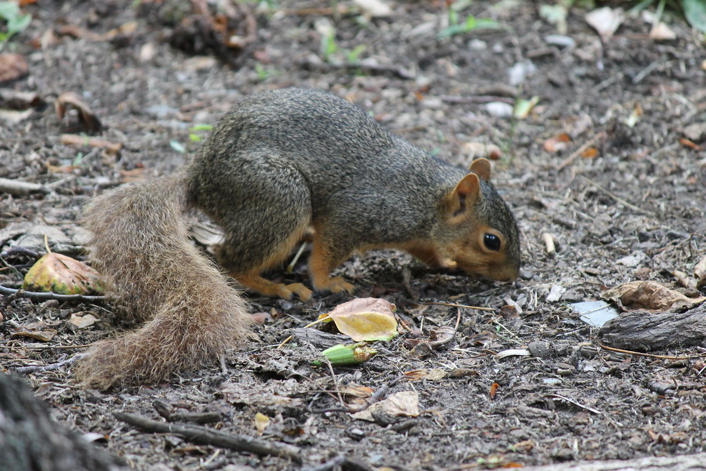 Squirrels in Summertime at the University of Michigan (Jul… Flickr