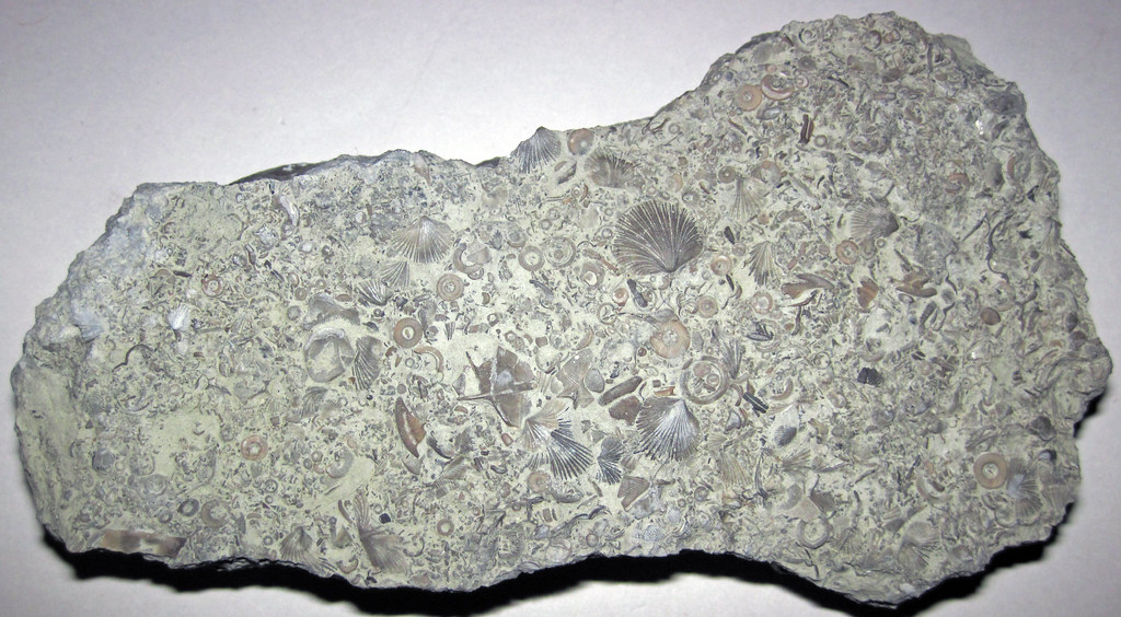 Fossiliferous limestone (Fulton Shale, Upper Ordovician; W… Flickr