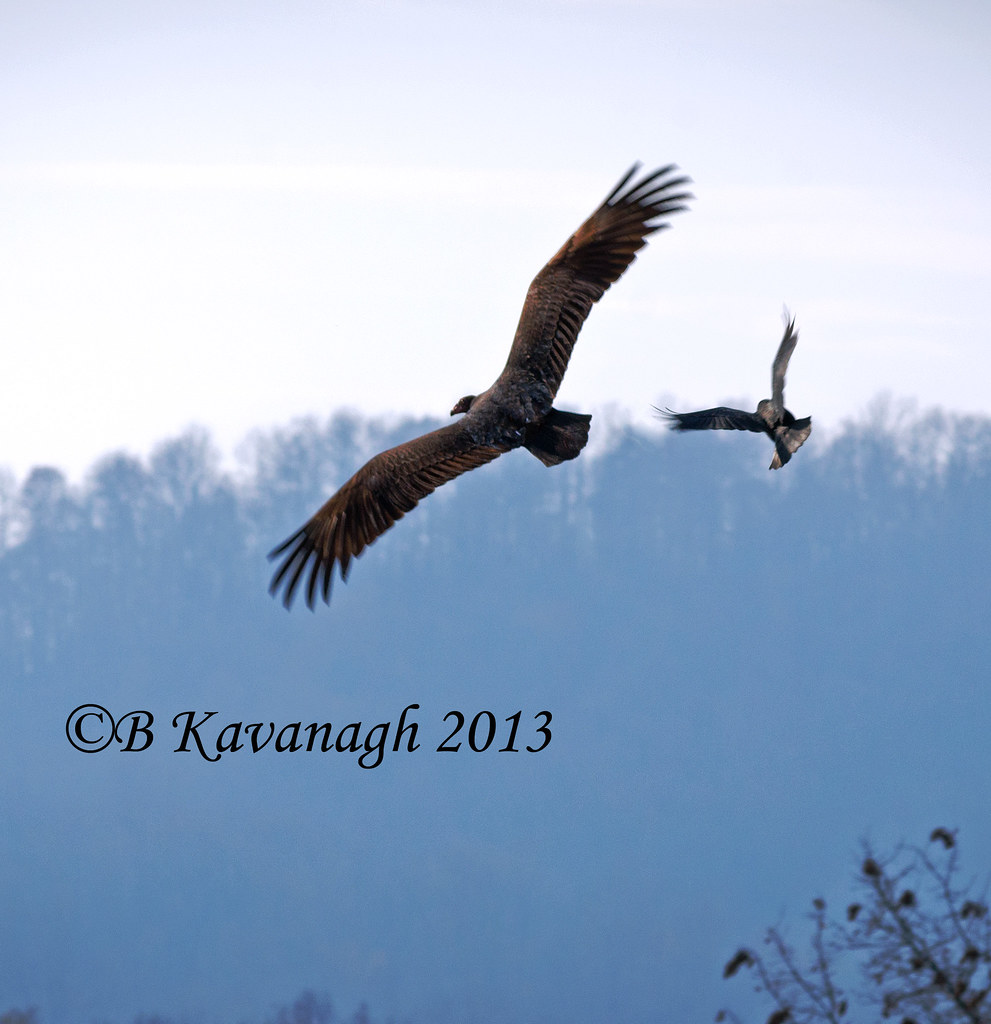 turkey vulture and raven flight_editedweb Turkey Vulture … Flickr