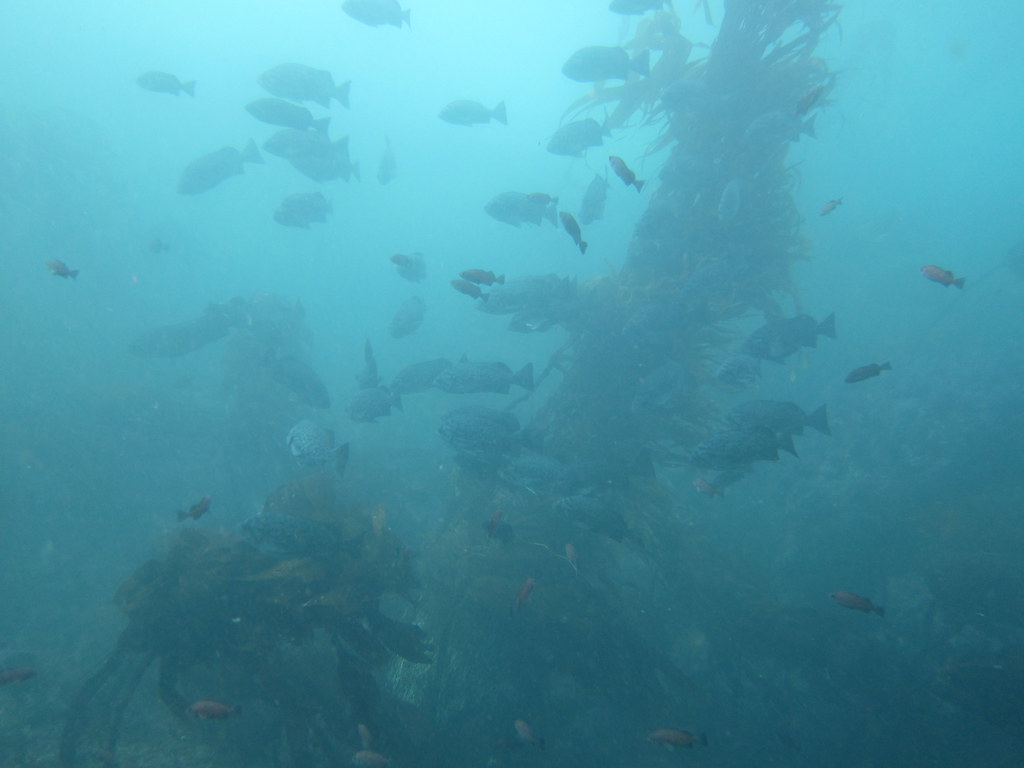 Blue Rockfish in Cove Mr. Lobos Flickr