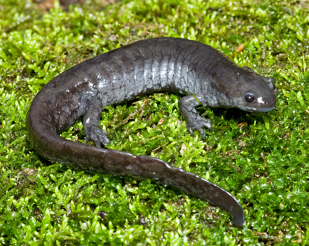 Smallmouth Salamander (Ambystoma texanum) Allen County, In… Flickr