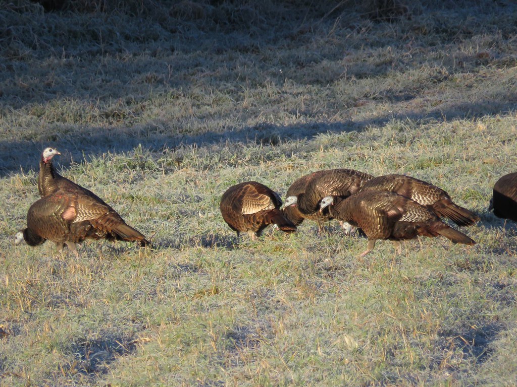 Wild Turkeys Wild turkeys feeding in the Minnesota River v… Flickr