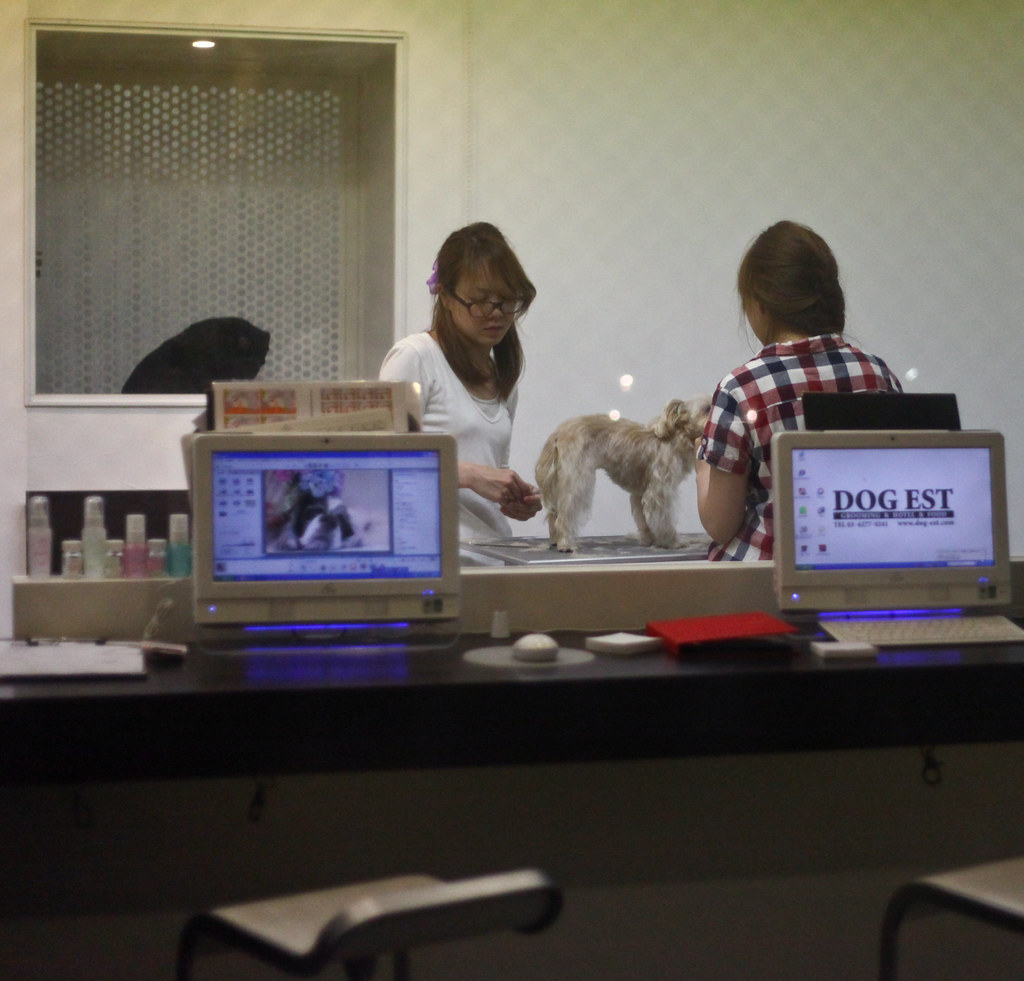 Grooming Dog groomers work in their "Dog Est" shop after c… Flickr