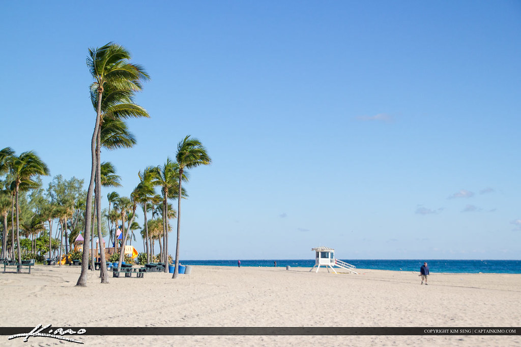 Fort Lauderdale Coconut Palm Tree Fort Lauderdale photos f… Flickr