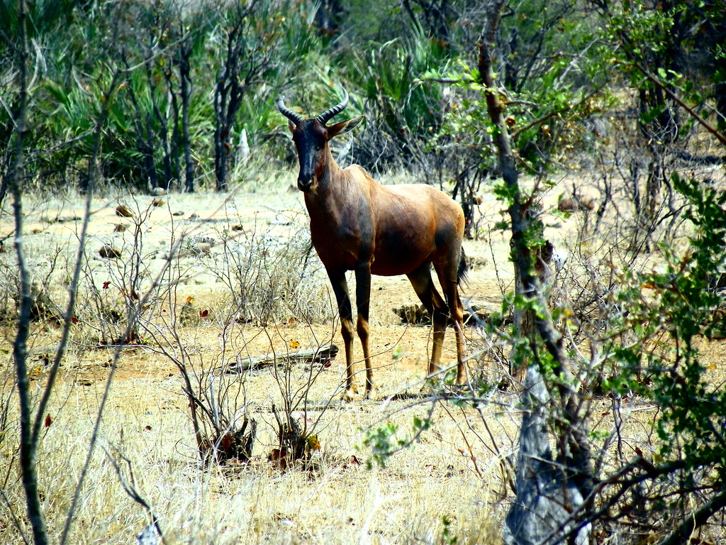 Basterhartbees / Tsessebe Kruger National Park Bruwer Burger Flickr