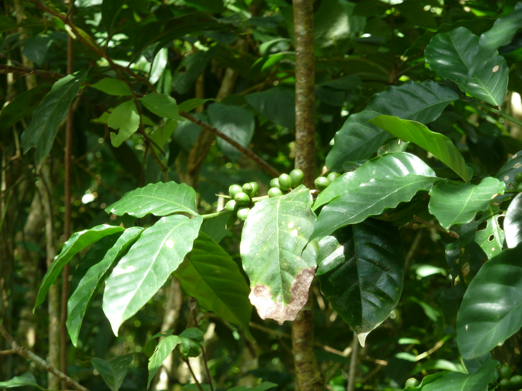 Coffee plants Yardski Flickr