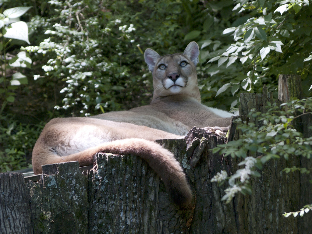 Cougar 05212009 3 Cougars at the Nashville Zoo David Ellis Flickr