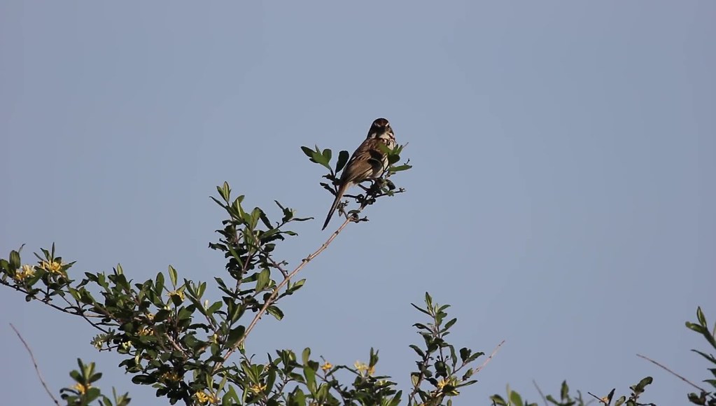 Song Sparrow Little machinegun stutters of song from this… Flickr
