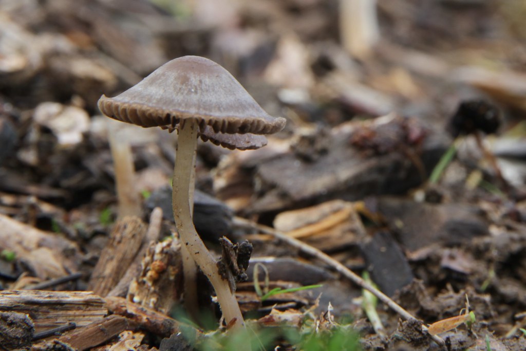 Mushrooms in wood chip mulch, Claudelands, Hamilton, New Z… Flickr