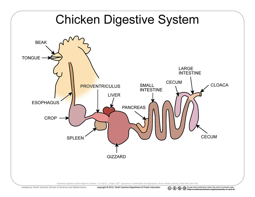 ChickenDigestiveSystem.jpg NCSSM, a publicly funded high … Flickr