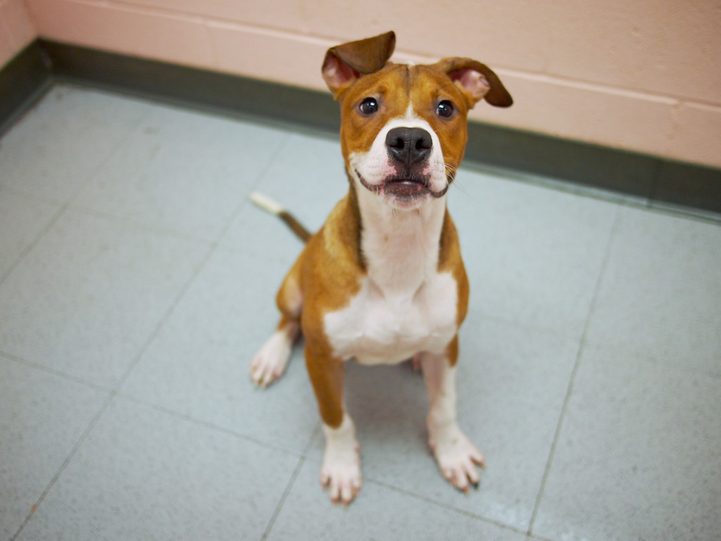 Billy BILLY is a 56 month old Hound/Pit mix puppy who’s f… Flickr