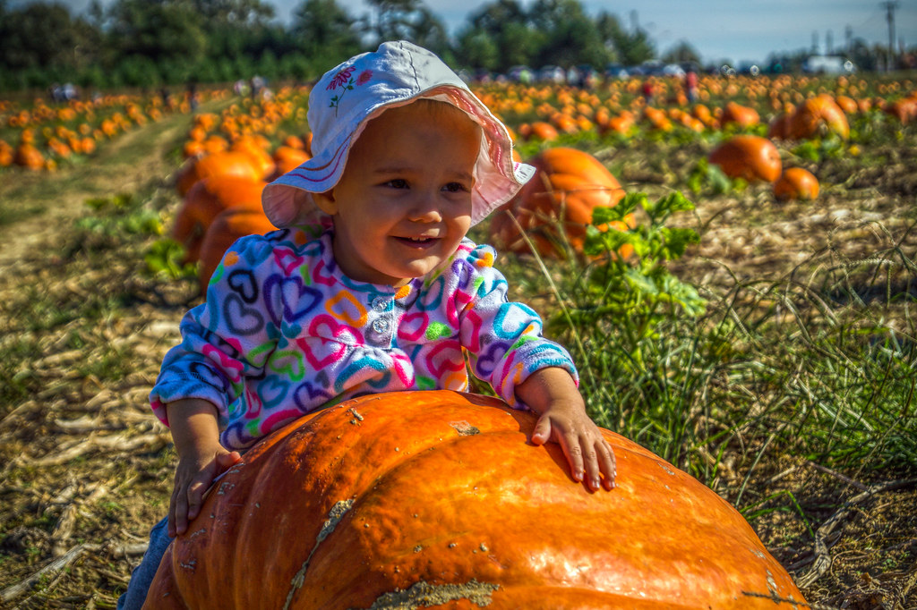 PUMPKIN PATCH PORTER FARMS Flickr
