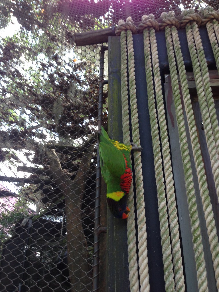 Busch Gardens: Lory Landing | During My Day At Busch Gardens… | Flickr