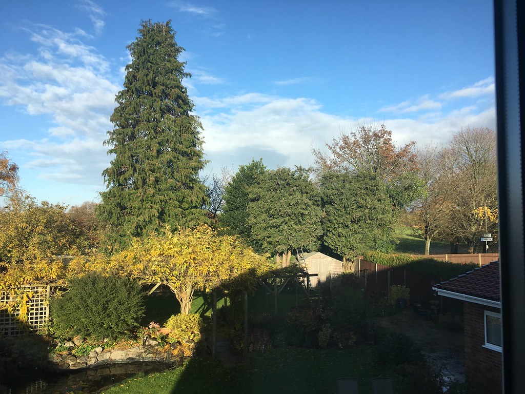 When a tree surgeon calls Ian Hughes Flickr