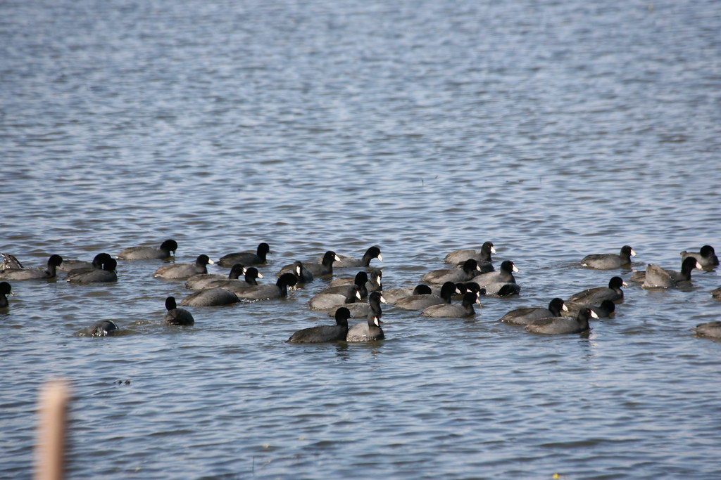 PatoKa River NWRHovey Waterfowel Feb'13 036 biolergator71 Flickr