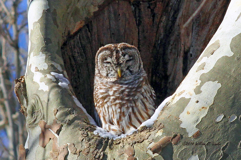 Snow y Owl That would be the proper Spanish translation