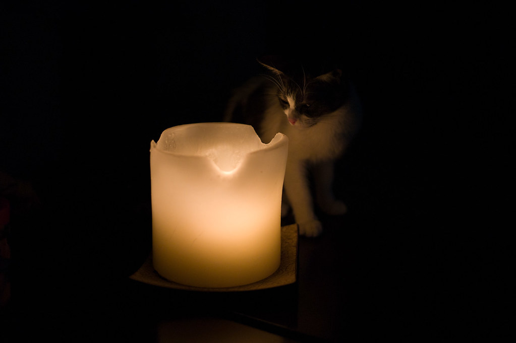 Cat by a Candle Another power outage today and my cat has … Flickr