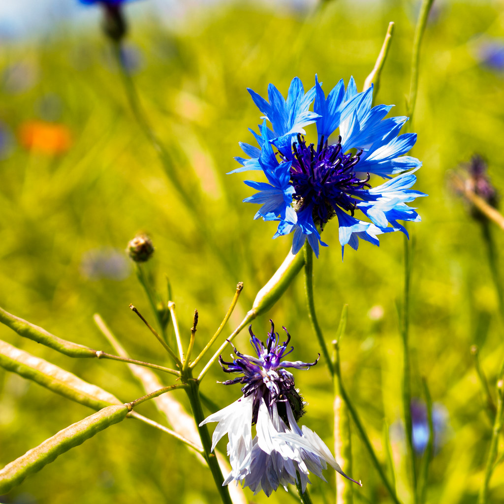 Kornblume Cornflower Tobi Firestone Flickr