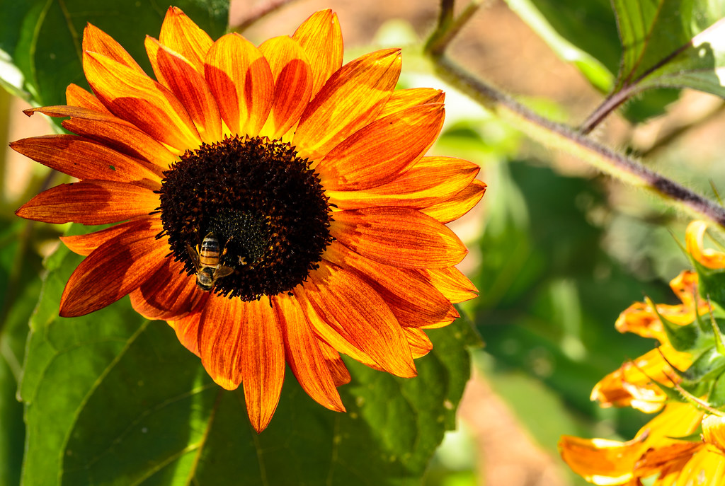 SF Sunflowers10_Aug2013 Sunflowers shot in San Francisco. Flickr