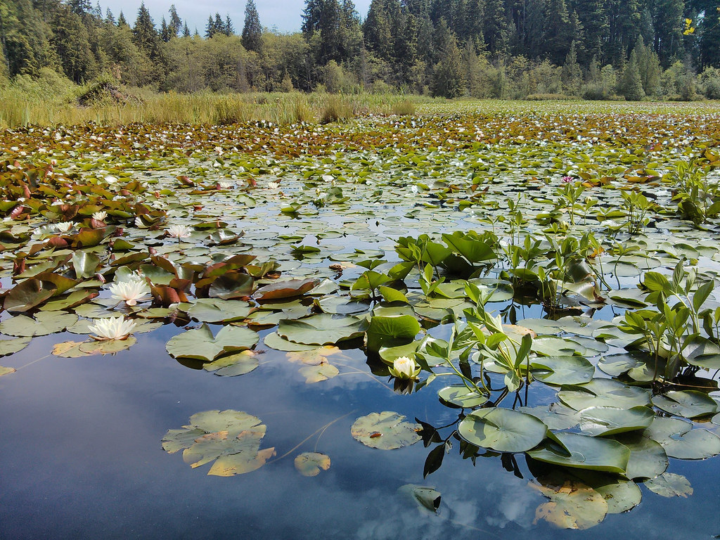 Beaver Lake Probably our favourite spot in Stanley Park. N… Flickr