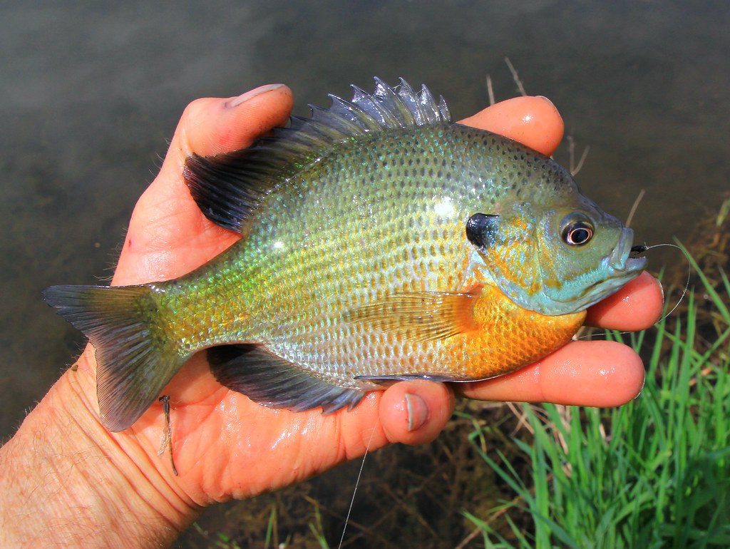 bluegill IMG_7018 Bluegill males are dressed in their brig… Flickr