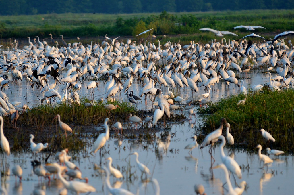 Williamson Spur Road, Krotz Springs Quad, 2 July 13 Flickr