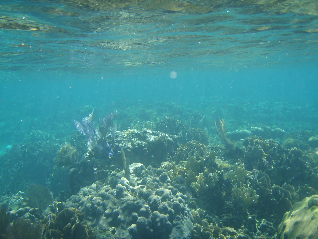 Hunting Caye, Belize OLYMPUS DIGITAL CAMERA _Higher_ Flickr