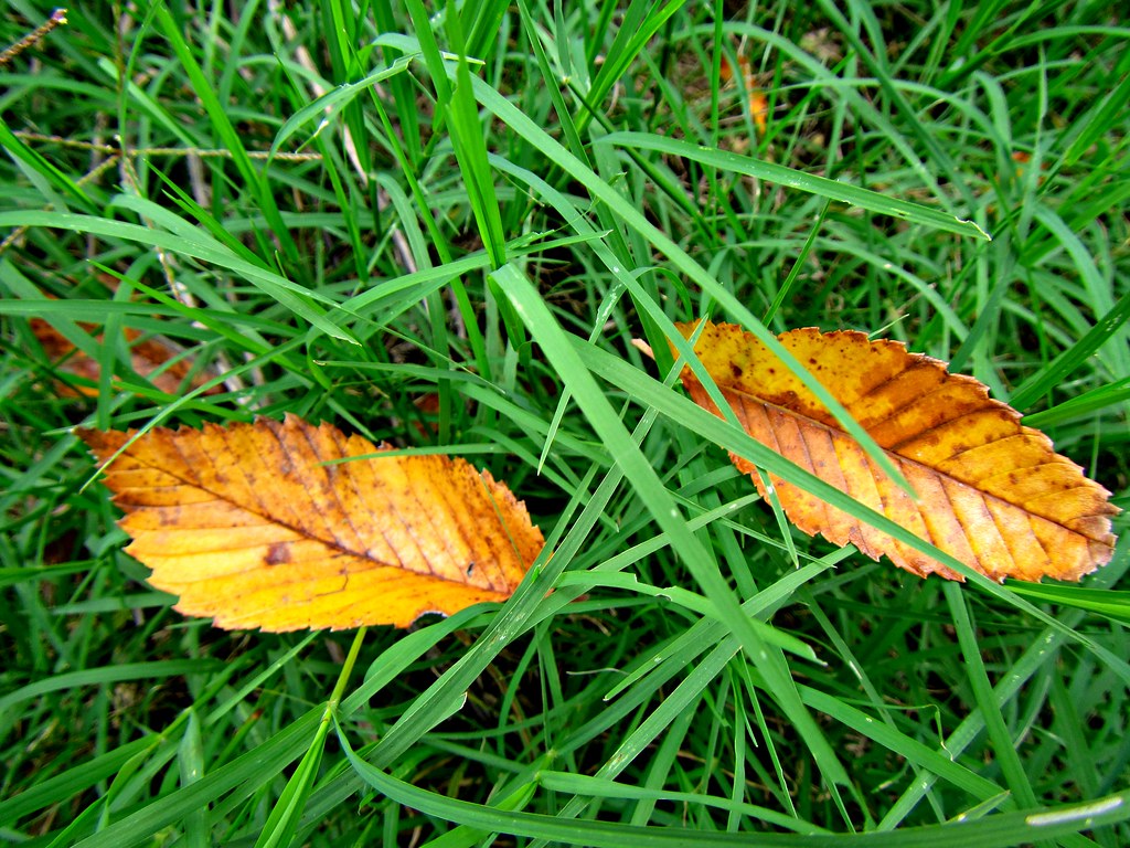 Fall leaves American Elm, Ulmus americana (Ulmaceae), leav… Flickr