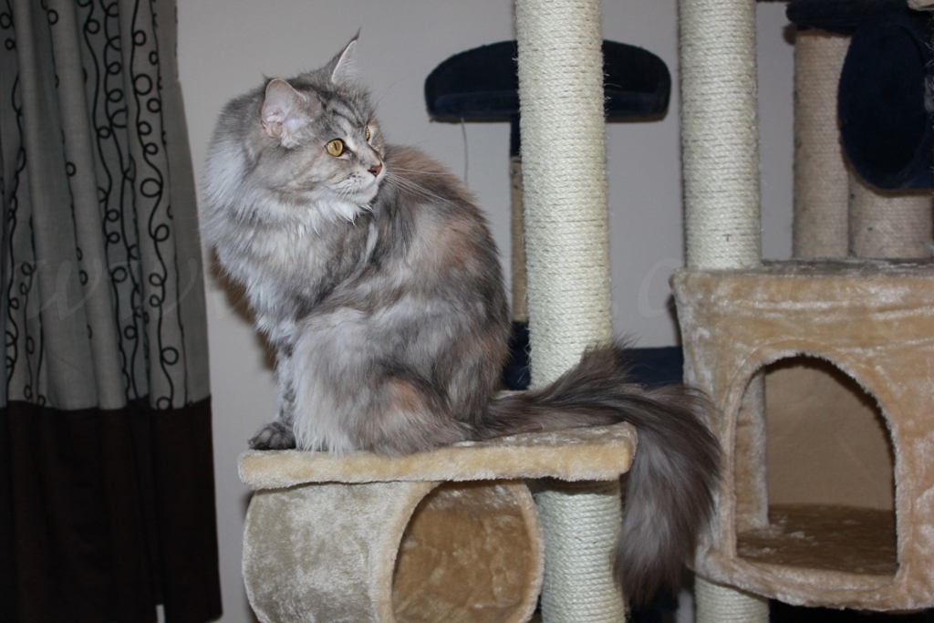 Trappistini Merris Silver Tortie Classic Tabby Maine Coon … Flickr
