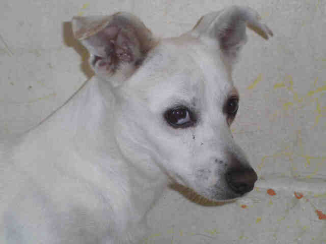 City of Garland Animal Shelter Tel 9722053570 ext 2 th… Flickr