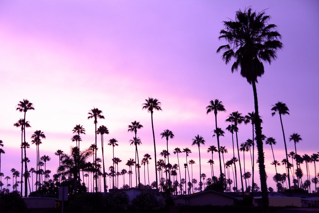 Palm Trees These palm trees in Southern California framed … Flickr
