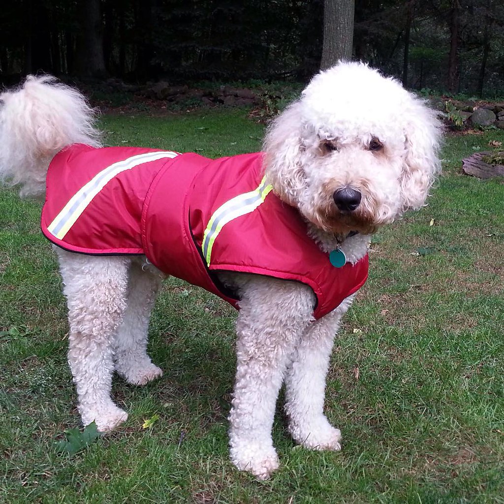 This cute goldendoodle loves his new coat! Waterproof outs… Flickr