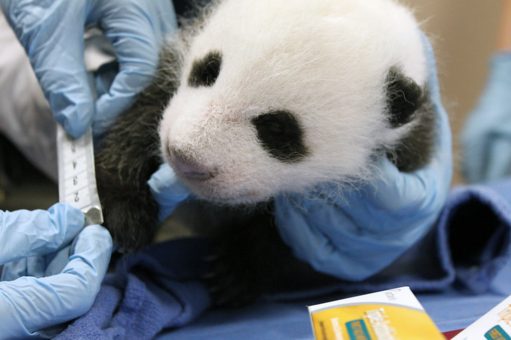 Oct. 17 Giant Panda Cub Update Smithsonian's National Zoo… Flickr