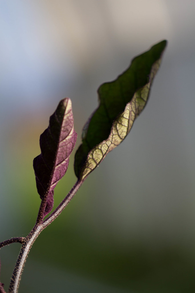 Eggplants leaves Elodie M Flickr