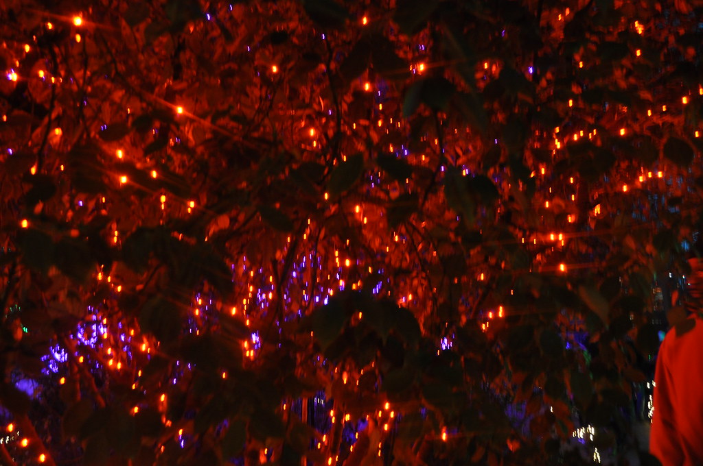 Christmas Light Atlanta Botanical Garden 2012 Atlanta Geor… randa2e