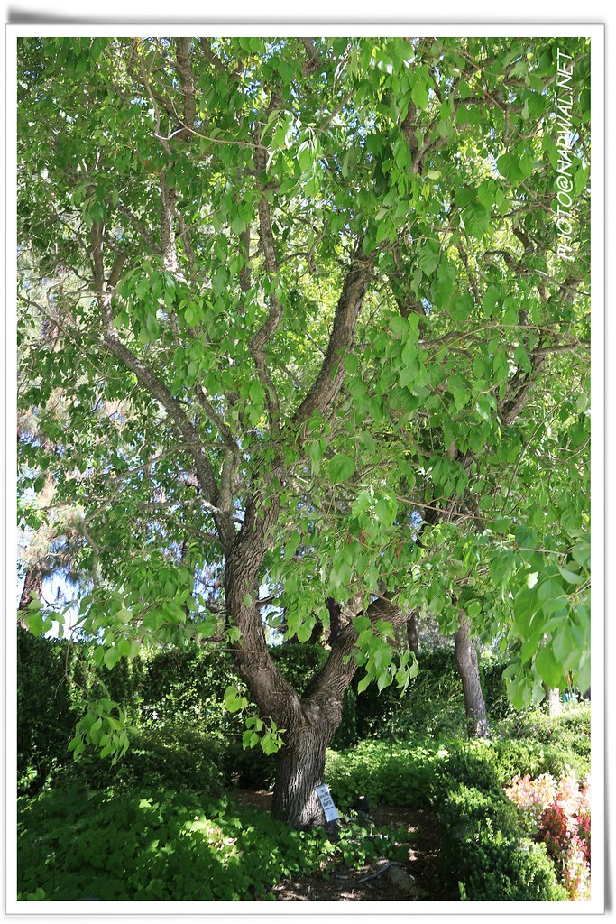 Spring Vine Gilroy Gardens 3050 Hecker Pass Rd. Gilroy, Ca… Flickr