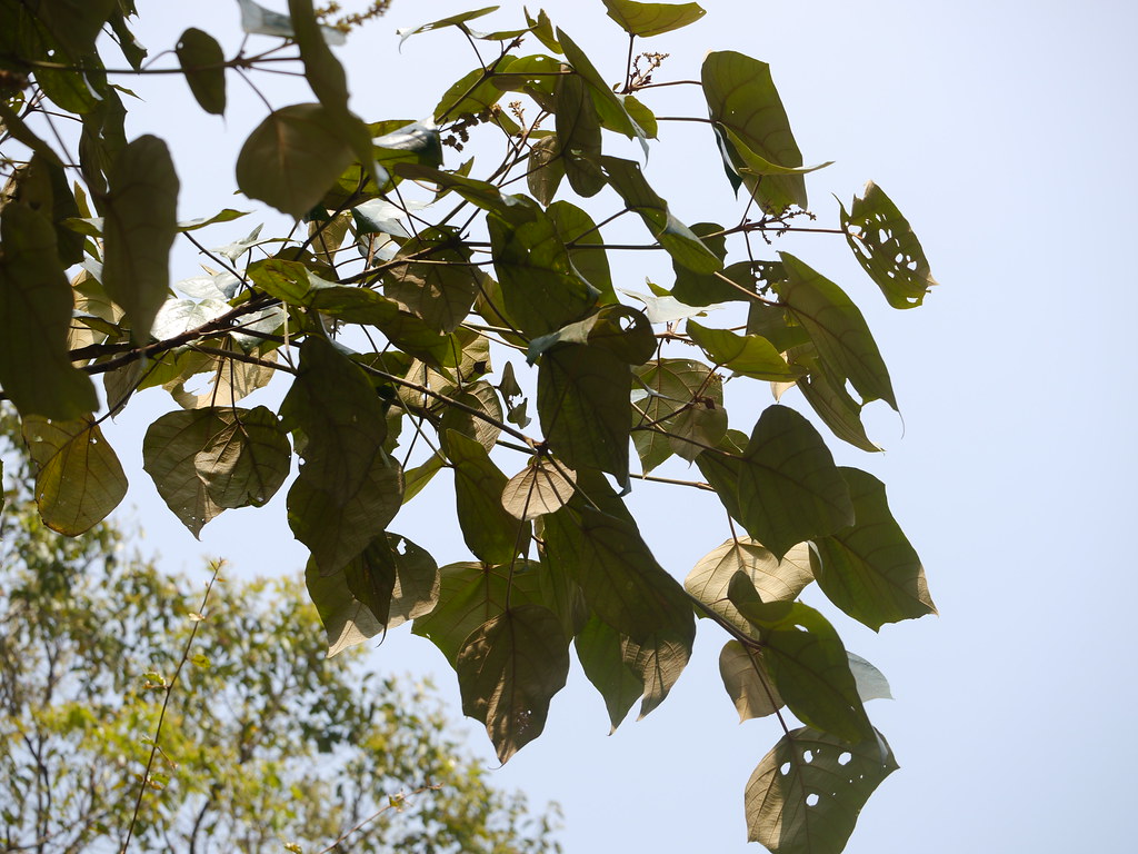 Kasremalata (Nepali कस्रे मालता) Euphorbiaceae (castor, … Flickr
