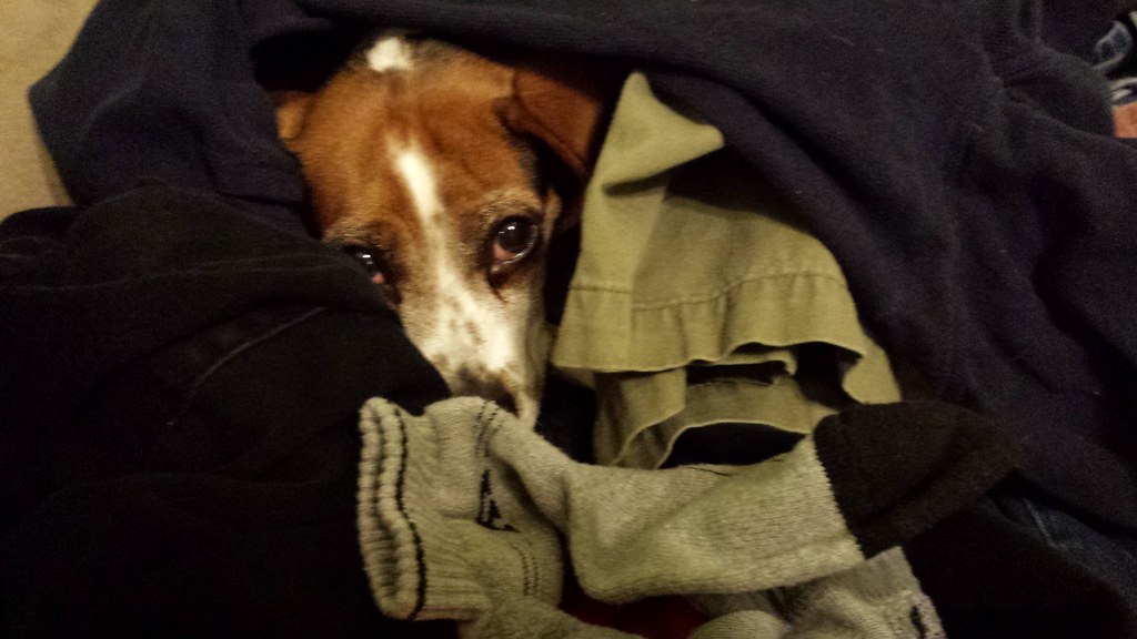 Untitled Critter Care and Cab Pet Sitter Knoxville TN Brandy Dunn