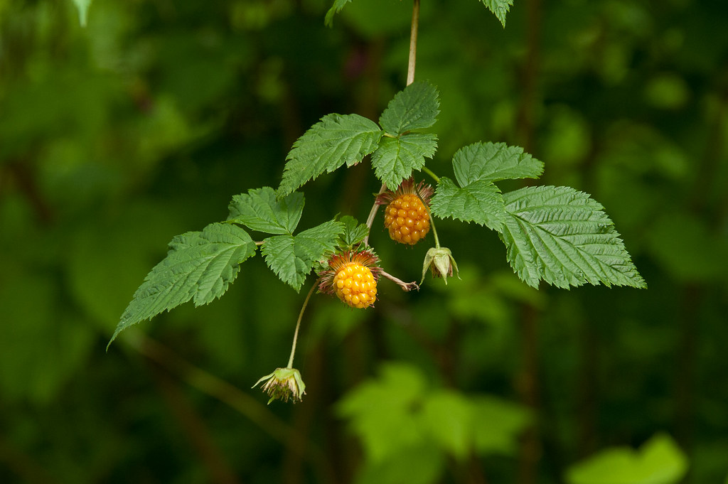 Salmonberry Rubus spectabilis berries ripening in May. Don Summers