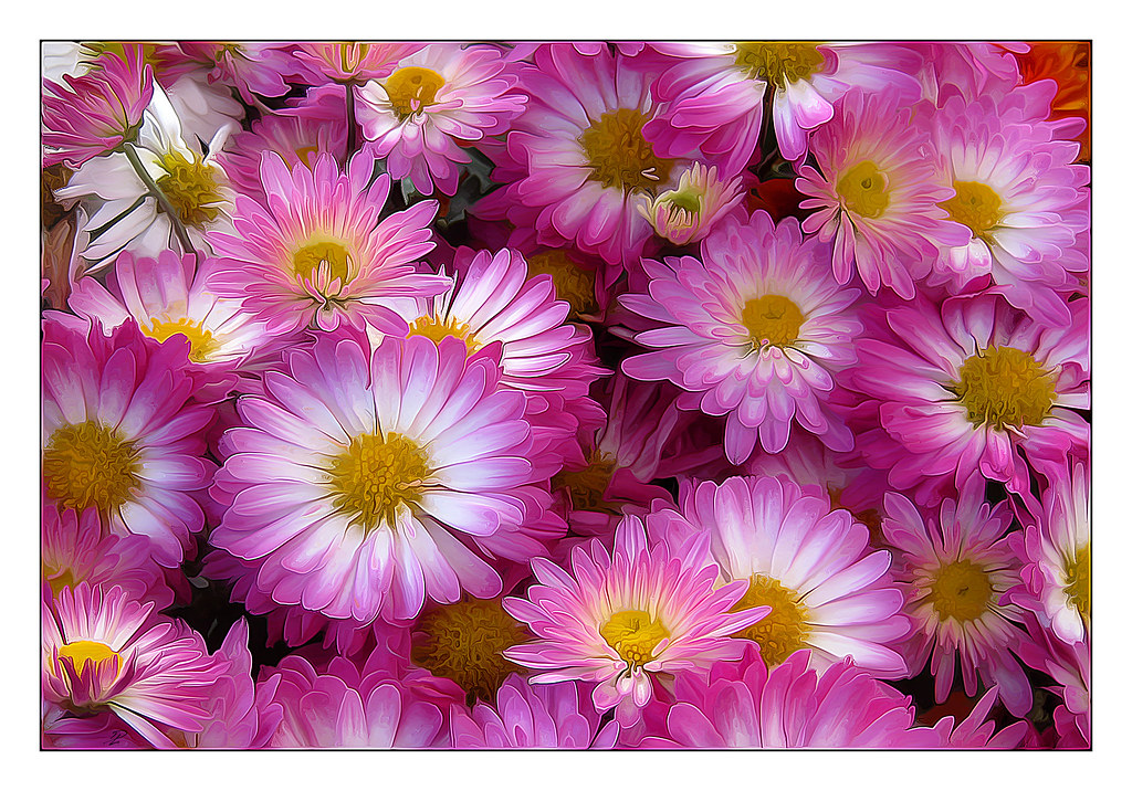 todays flowers flowers sunnyvaledave Flickr