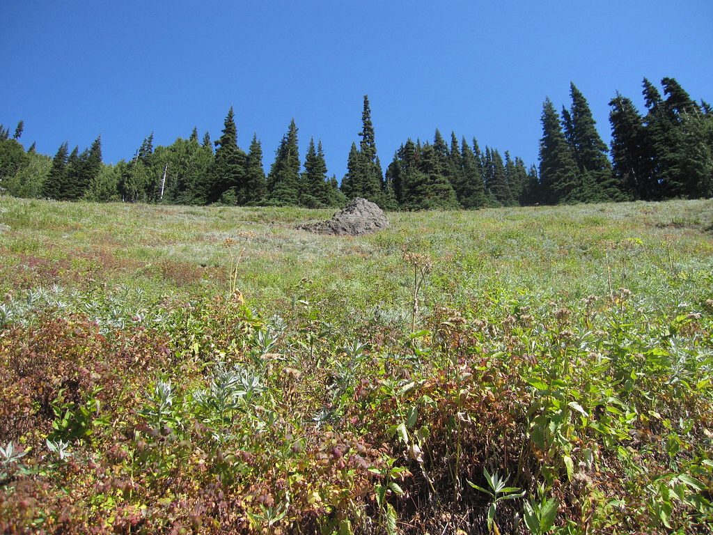Fields of green Gina Lozier Flickr