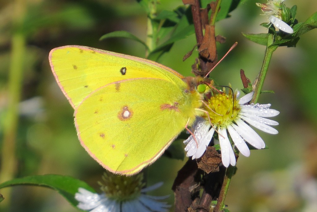 Pretty in pink! Orange Sulphur butterfly. Indian Creek WMA… Flickr
