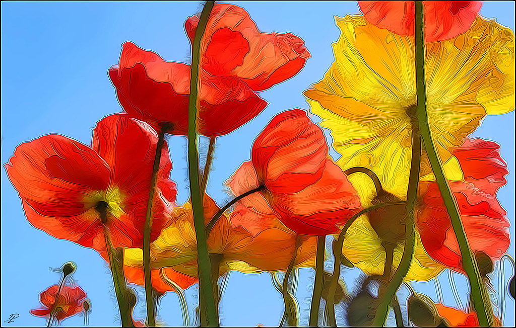 todays flowers flowers sunnyvaledave Flickr