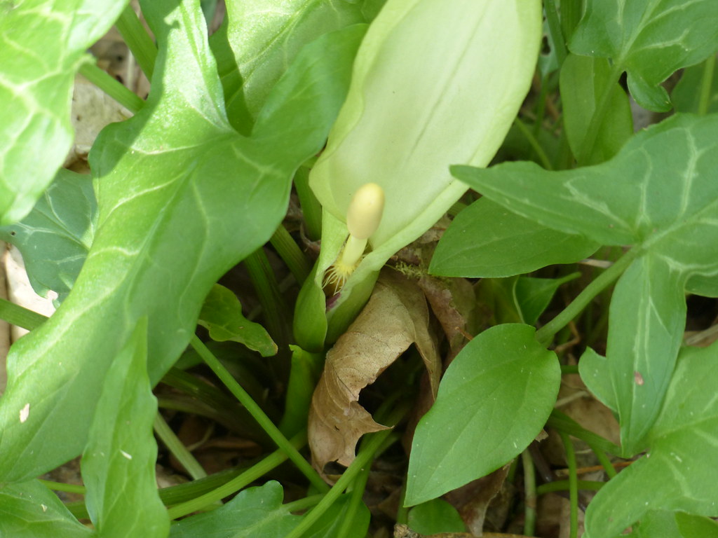 Italian Arum Pretty nonnative plant that is invading the … Flickr